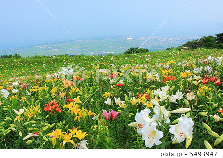 夏の箱館山のゆり園と琵琶湖 5493947