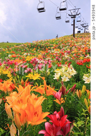 夏の箱館山のゆり園 5493948