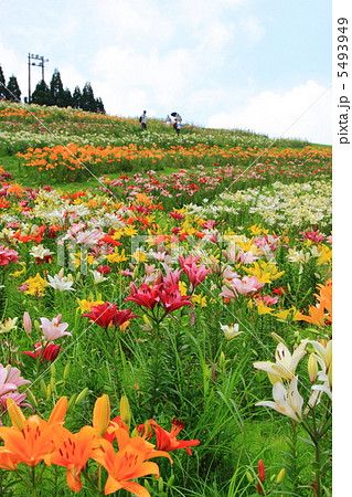 夏の箱館山のゆり園 5493949