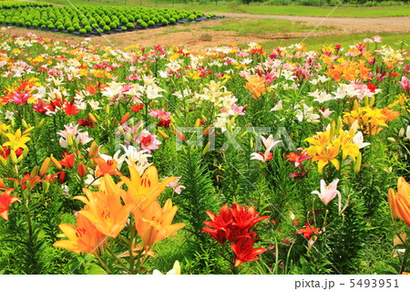 夏の箱館山のゆり園 5493951