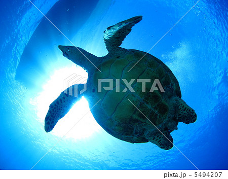 真上を通過するウミガメの写真素材