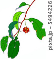 sanekazura 5494226