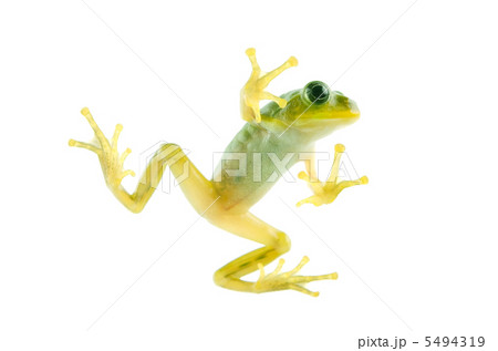 アマガエル 5494319