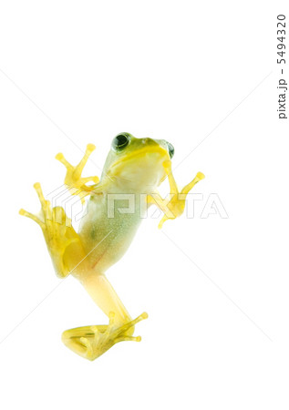 シュレーゲルアオガエル 5494320