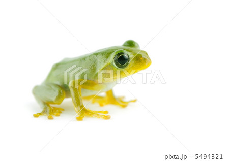 アマガエル 5494321