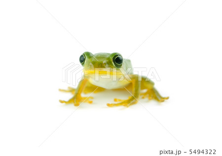 アマガエル アマガエル 5494322