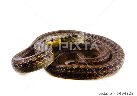 シマヘビ 5494328