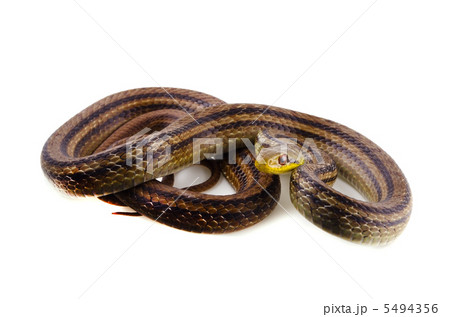 シマヘビ 5494356