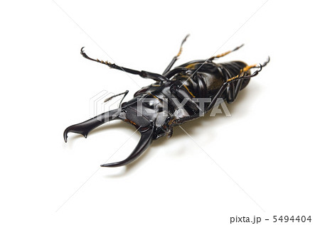 コクワガタ 5494404