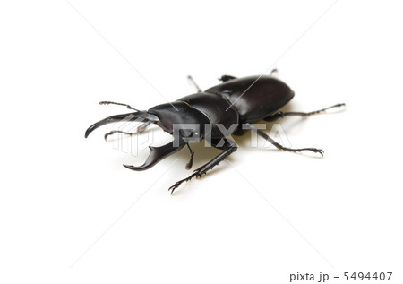 コクワガタ 5494407
