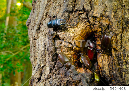 樹液に集まるカブトムシ 樹液に集まるカブトムシ 5494408