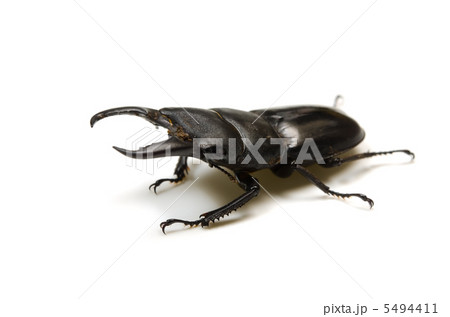 ヒラタクワガタ 5494411