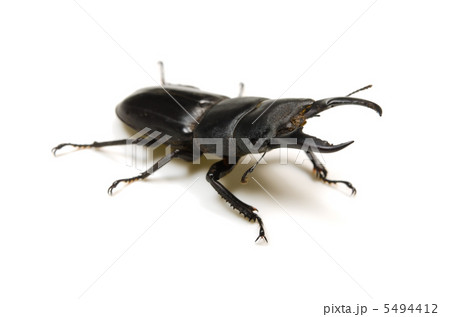 ヒラタクワガタ 5494412