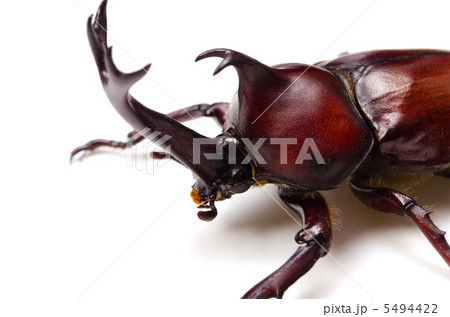 カブトムシ 5494422