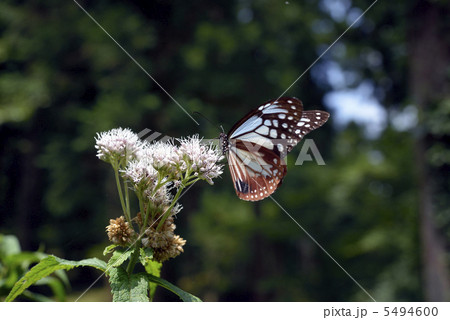 アサギマダラとヨツバヒヨドリ アサギマダラとヨツバヒヨドリ 5494600
