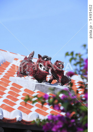 沖縄　竹富島のシーサーとブーゲンビレア 5495402