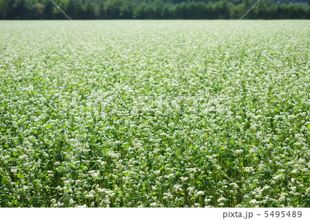 一面の蕎麦畑（そばの花） 5495489