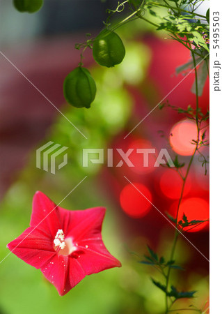 ルコウソウ 5495503