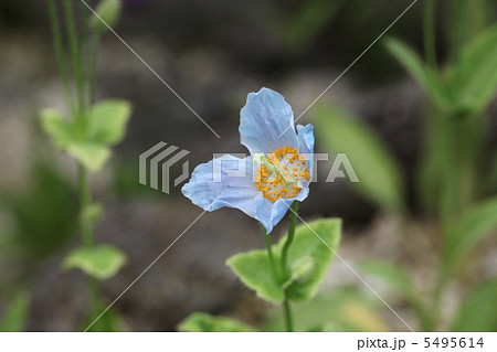 ケシ ケシ 5495614