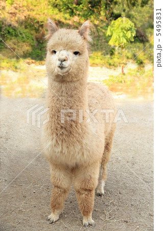 アルパカ 5495831