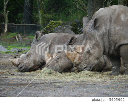 シロサイ シロサイ 5495902