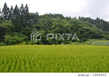 稲穂風景 5495955