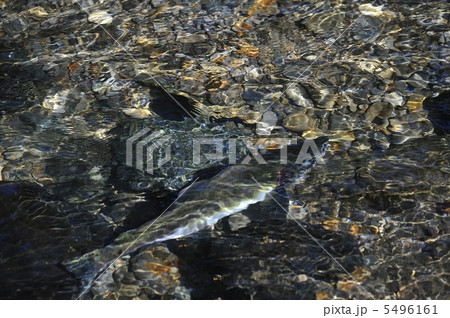 カラフト鱒 5496161