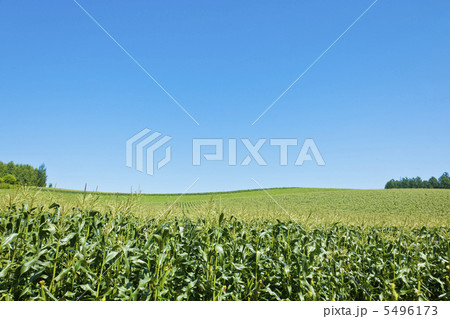 丘と青空 5496173