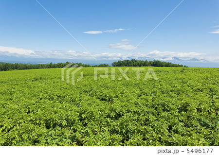 十勝岳連峰と畑 5496177