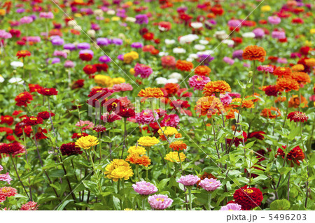 多彩な花畑 多彩な花畑 5496203