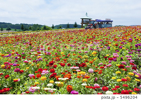 多彩な花畑 5496204