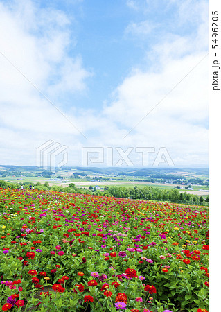 多彩な花畑 5496206
