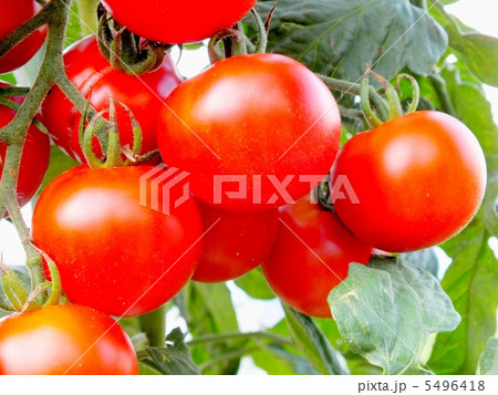 畑の完熟スイートトマト 5496418