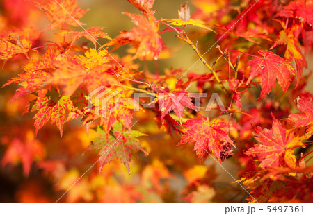 Beautiful red japanese maple leaves at fall 5497361