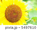 ひまわり「小夏」 5497610