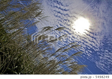 夏のさば雲とすすき 夏のさば雲とすすき 5498249
