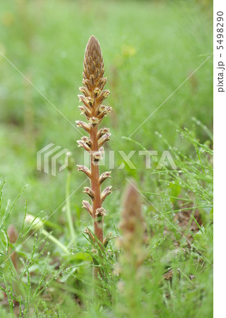 ヤセウツボ ヤセウツボ 5498290