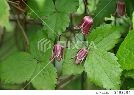ハンショウヅル ハンショウヅル 5498294