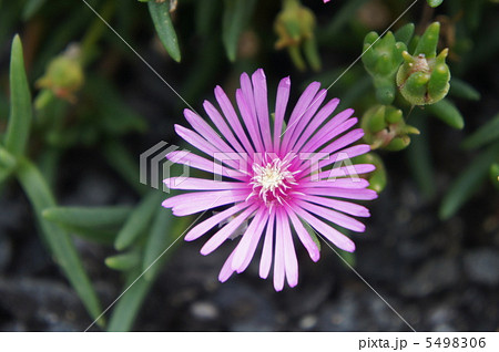 リビングストンデージー リビングストンデージー 5498306