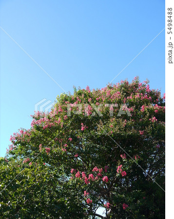 百日紅 百日紅 5498488