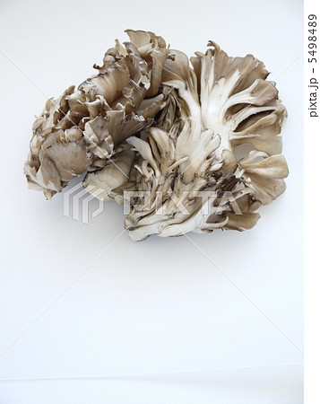 まいたけ 5498489