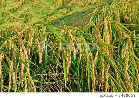 稲穂 5498658