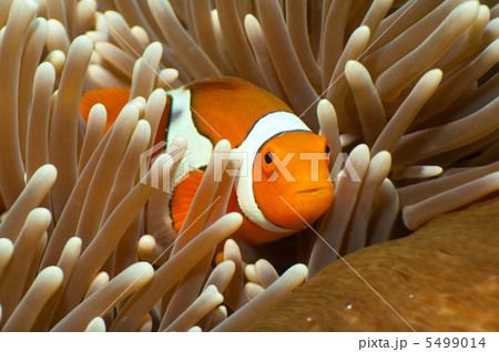 カクレクマノミ 5499014