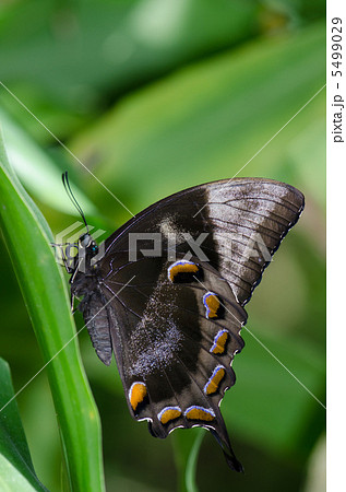 オオルリアゲハ  5499029