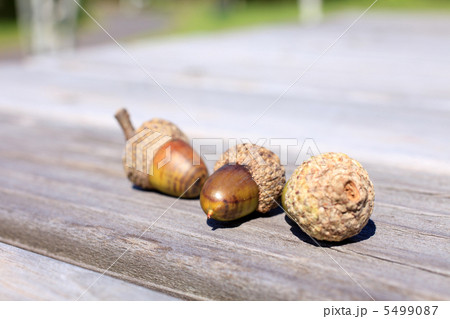 テーブルの上のどんぐり 5499087