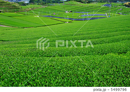 八女中央大茶園 八女中央大茶園 5499796