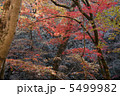 紅葉 5499982