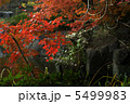 紅葉 5499983