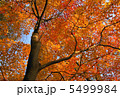 紅葉 5499984
