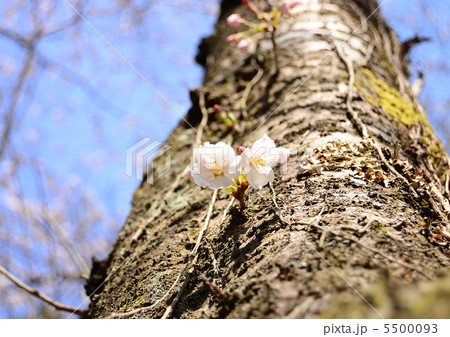 桜 5500093